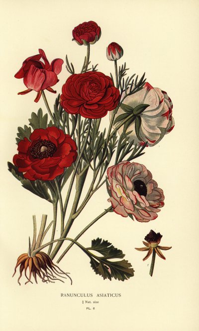 İran düğünçiçekleri, Ranunculus asiaticus. by Désiré Georges Jean Marie Bois