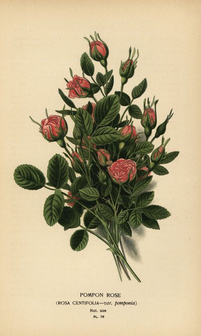 Ponpon gülü, Rosa centifolia var. ponpon. by Désiré Georges Jean Marie Bois