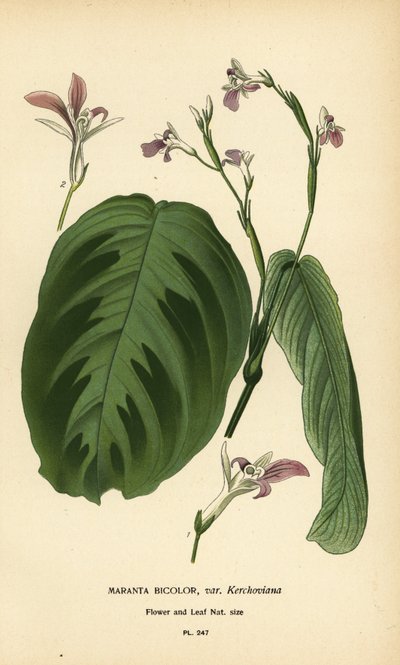 Dua bitkisi, Maranta leuconeura (Maranta bicolor var. Kerchoviana). Edward Step