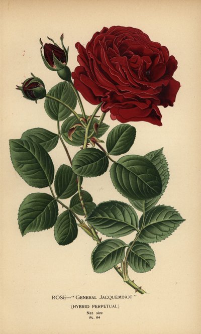 Gül General Jacqueminot, melez kalıcı. by Désiré Georges Jean Marie Bois