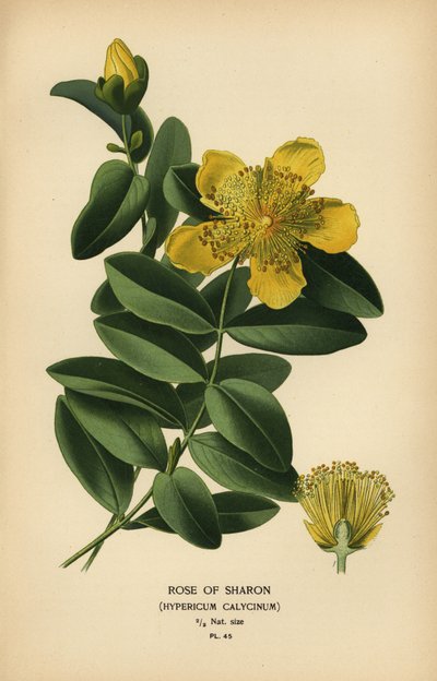 Sharon Gülü, Hypericum calycinum. by Désiré Georges Jean Marie Bois