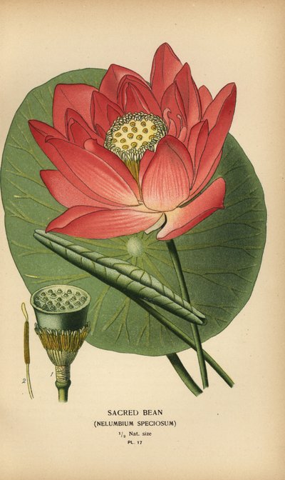 Kutsal fasulye veya Hint nilüferi, Nelumbo nucifera. by Désiré Georges Jean Marie Bois