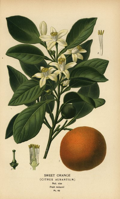 Tatlı portakal, Citrus x aurantium. by Désiré Georges Jean Marie Bois