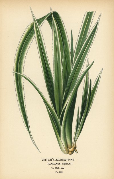 Tahiti vidalı çamı, Pandanus tectorius (Veitch vidalı çamı, Pandanus veitchii). Edward Step