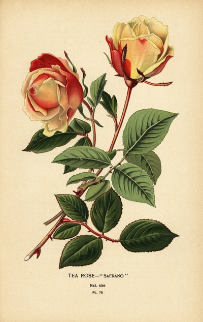 Çay gülü melezi, Safrano, Rosa × odorata. by Désiré Georges Jean Marie Bois