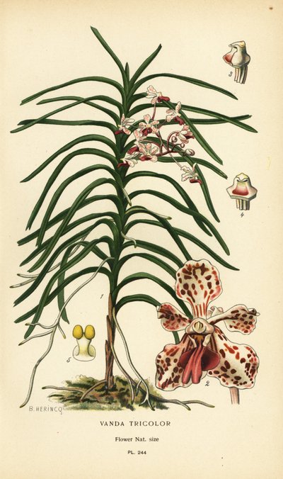 Vanda üç renkli orkide. Edward Step