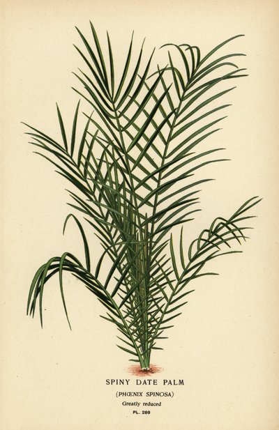 Yabani hurma veya Senegal hurma, Phoenix reclinata (Dikenli hurma, Phoenix spinosa). Edward Step