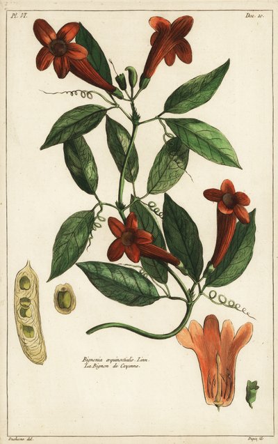Sarımsak asması, Bignonia equinoctialis by Duchesne Duchesne