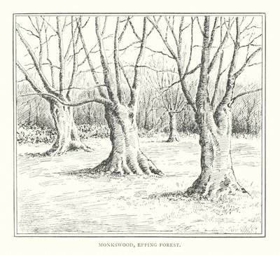 Monkswood, Epping Ormanı (lito) by Duncan Moul