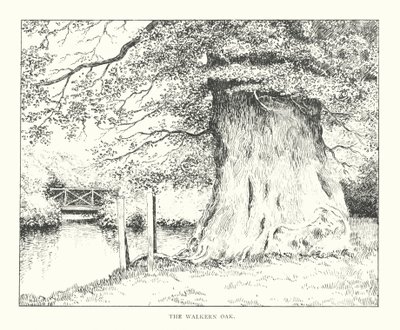 The Walkern Oak (lito) by Duncan Moul