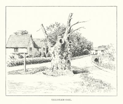 Yeldham Meşesi (taş baskı) by Duncan Moul