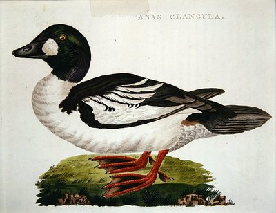 Anas Clangula by Dutch School