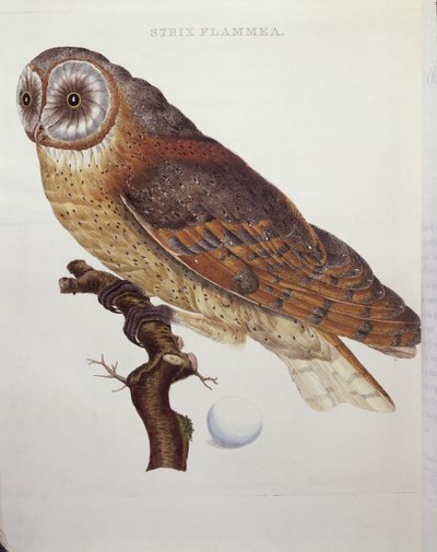 Peçeli Baykuş (Strix Flammea) 1796 by Dutch School