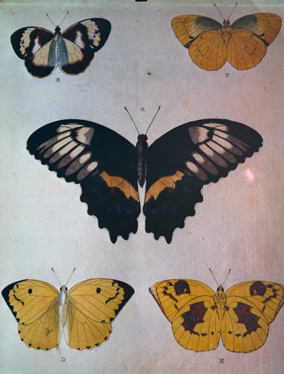 kelebekler by Dutch School