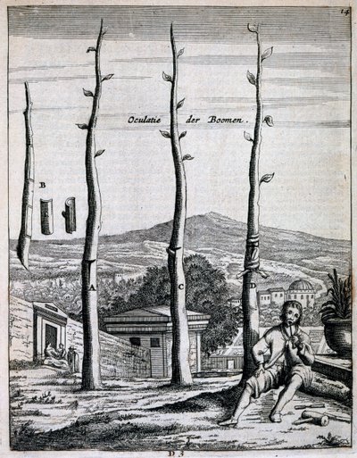 Meyve ağaçları, Jan Commelin tarafından De Nederlandze Hesperides
