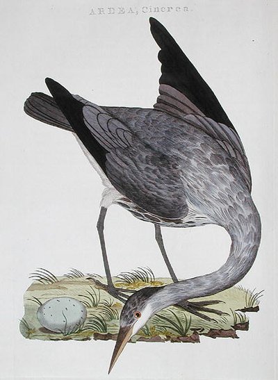 Heron, Amsterdam