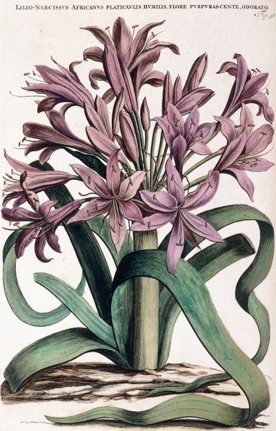 Lillio-Nergis, 1697-1701 by Dutch School