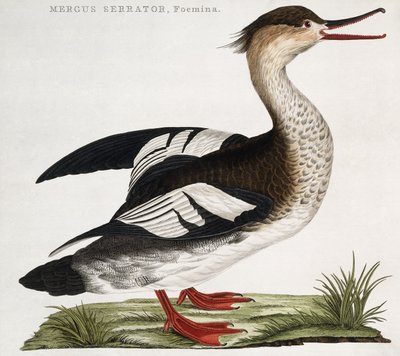 Mergus Serrator, Kadın by Dutch School