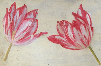 Lale çalışmaları, c.1830 (kağıt üzeri yağlı boya) by Dutch School