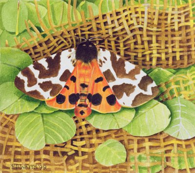 Tiger Moth, 1999 (kağıt üzerinde akrilik) by E.B. Watts