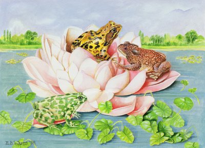 Nilüfer, 1998 (kağıt üzerinde akrilik) by E.B. Watts