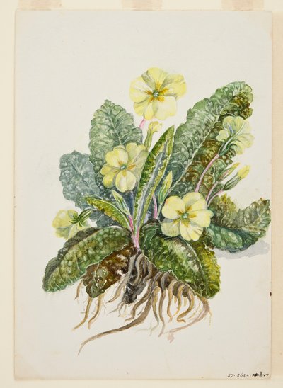 Primula vulgaris Huds Primrose, c1920