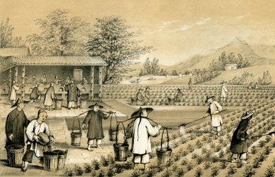 Çay kültürü ve hazırlanması, Çin, 1847. by E Gilks
