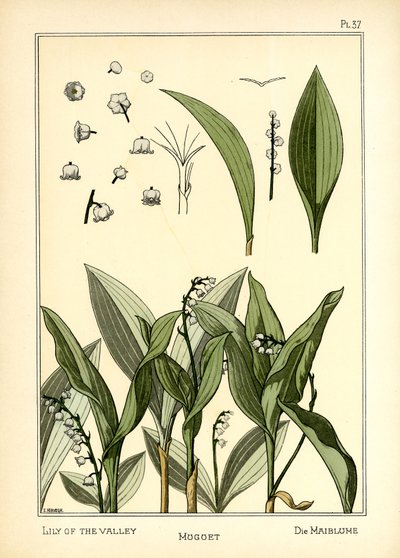 Vadideki Zambak by E. Hervegh
