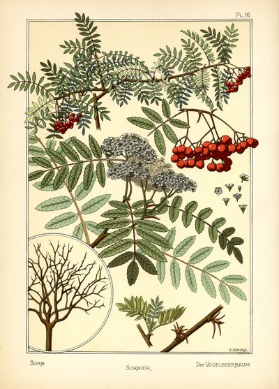 Sorb by E. Hervegh
