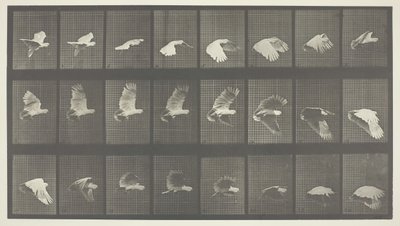 Hayvan Hareketi, Levha 758, 1887. by Eadweard Muybridge