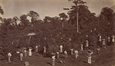 Kahve Hasadı, Las Nubes-Guatemala, 1875. by Eadweard Muybridge