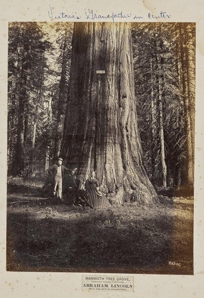 Mamut Ağacı Korusu, Calaveras İlçesi, Kaliforniya. Abraham Lincoln. 320 Ayak Yüksekliğinde, Çevresi 54 Ayak by Eadweard J. Muybridge