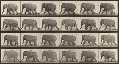 Plaka Numarası 733. Fil yürüyüşü, 1887. by Eadweard Muybridge