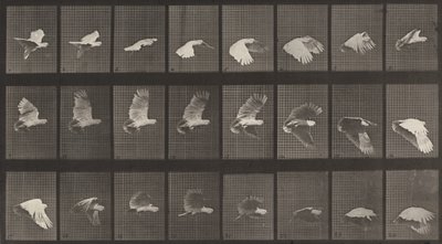 Plaka Numarası 758. Kakadu uçuşu, 1887. by Eadweard Muybridge