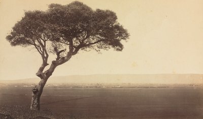 Watsonville, California yakınlarındaki İsimsiz Manzara, c. 1879. by Eadweard Muybridge