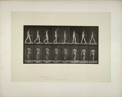 Hayvan hareketi: erkek pelvis bezi, 1887. by Eadweard Muybridge