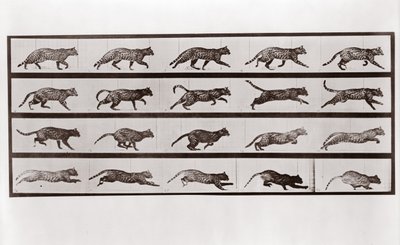 Kedi Koşusu ve dörtnala, Animal Locomotion