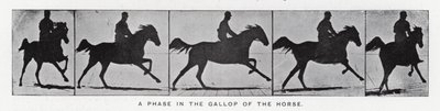 Eadweard Muybridge: Atın dörtnala koştuğu bir evre (s/b fotoğraf) by Eadweard Muybridge