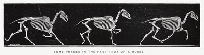 Eadweard Muybridge: Bir atın hızlı tırıstaki bazı aşamaları (s/b fotoğraf) by Eadweard Muybridge