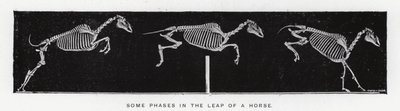 Eadweard Muybridge: Bir atın sıçrayışının bazı aşamaları (s/b fotoğraf) by Eadweard Muybridge