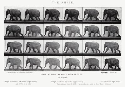Eadweard Muybridge: Amble (s/b fotoğraf) by Eadweard Muybridge