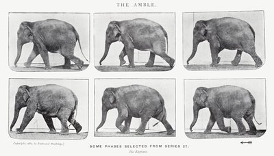 Eadweard Muybridge: Amble by Eadweard Muybridge