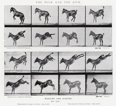 Eadweard Muybridge: The Buck and the Kick (s/b fotoğraf) by Eadweard Muybridge