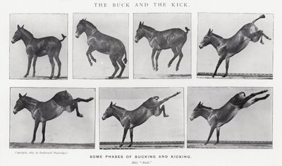 Eadweard Muybridge: The Buck and the Kick (s/b fotoğraf) by Eadweard Muybridge