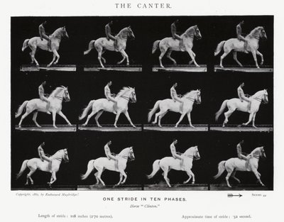 Eadweard Muybridge: Canter (s/b fotoğraf) by Eadweard Muybridge