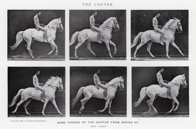 Eadweard Muybridge: Canter (s/b fotoğraf) by Eadweard Muybridge