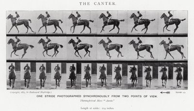 Eadweard Muybridge: Canter (s/b fotoğraf) by Eadweard Muybridge