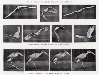 Eadweard Muybridge: Kuşların Uçuşu ve Yürüyüşü (s/b fotoğraf) by Eadweard Muybridge