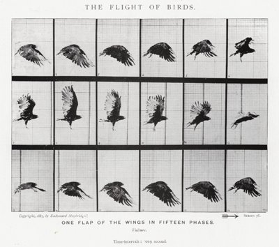 Eadweard Muybridge: Kuşların Uçuşu (s/b fotoğraf) by Eadweard Muybridge