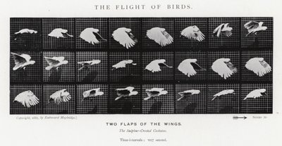 Eadweard Muybridge: Kuşların Uçuşu (s/b fotoğraf) by Eadweard Muybridge